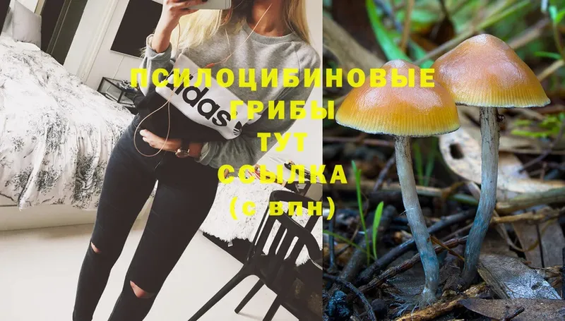 Псилоцибиновые грибы Psilocybe  Зарайск 